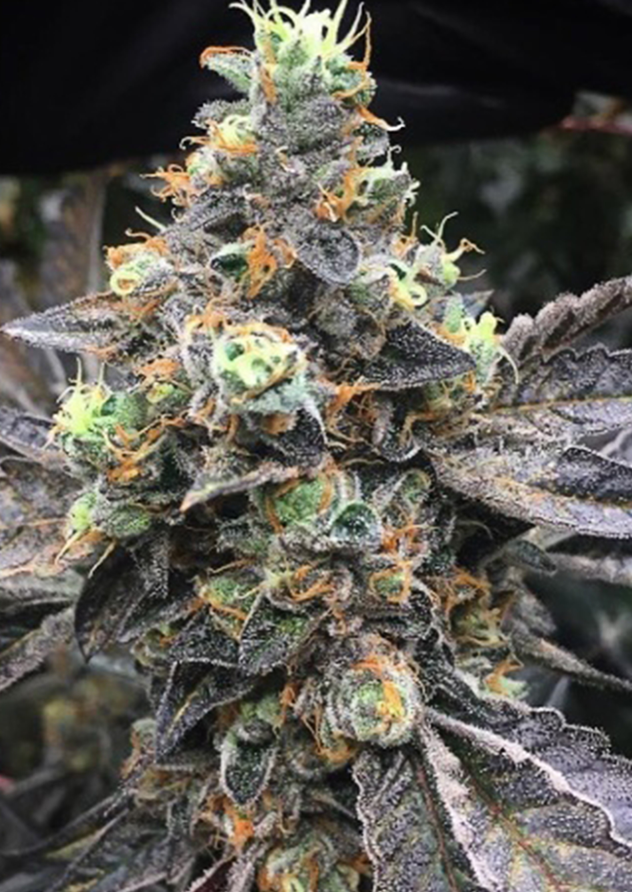 Cookie Dawg Strain Burning Bush Nurseries